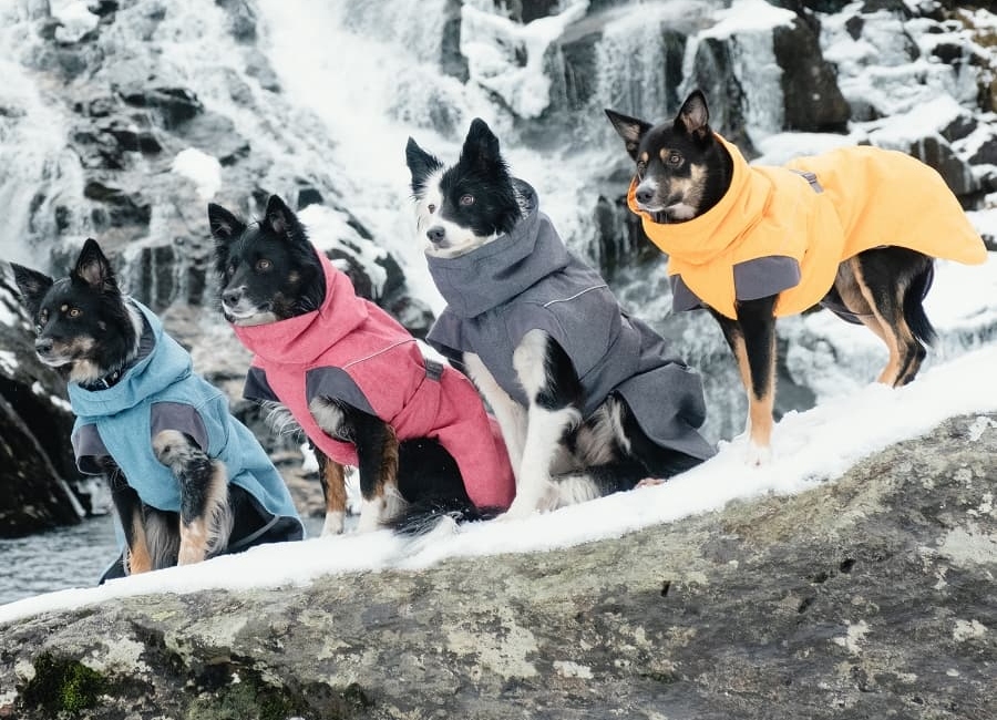 The Best Winter Dog Coats for Cold Canadian Winters